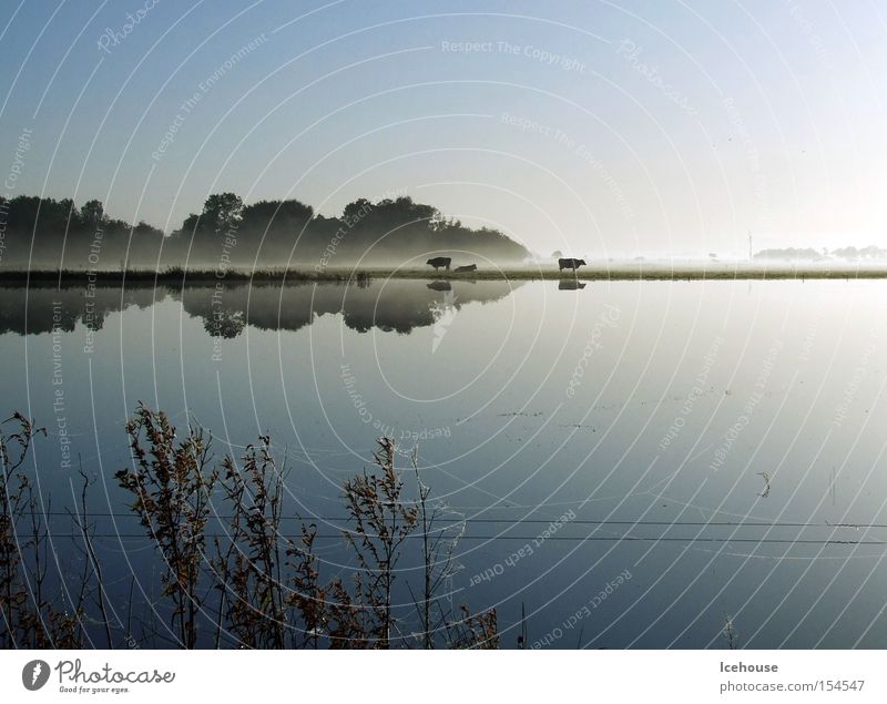 After the big rain Calm Rain Cow Dawn Common Reed Fog Deluge Autumn Mammal