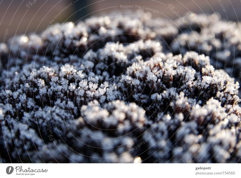 Winter II is so cold Subdued colour Exterior shot Close-up Macro (Extreme close-up) Reflection Sunlight Shallow depth of field Living or residing Nature