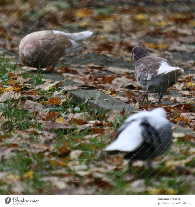 Putt Putt Putt Putt Putt.... Pigeon Leaf Autumn Colouring Bird Meadow Grass Annoy Corner Feeding To feed Dirty deflect sb./sth.