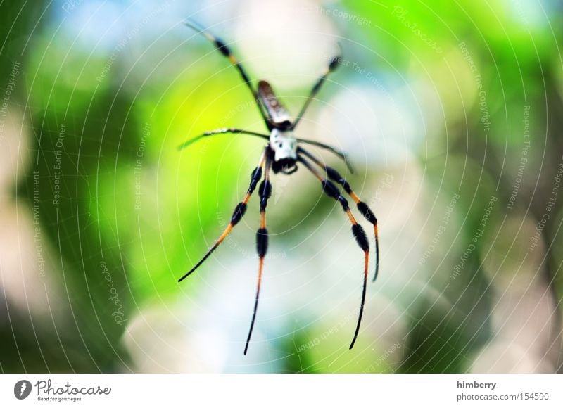 I think I'm crazy. Spider Poison Dangerous Animal Living thing Ambush Trap Light Legs Net Spider's web Spinner Spinning mill Green Macro (Extreme close-up)