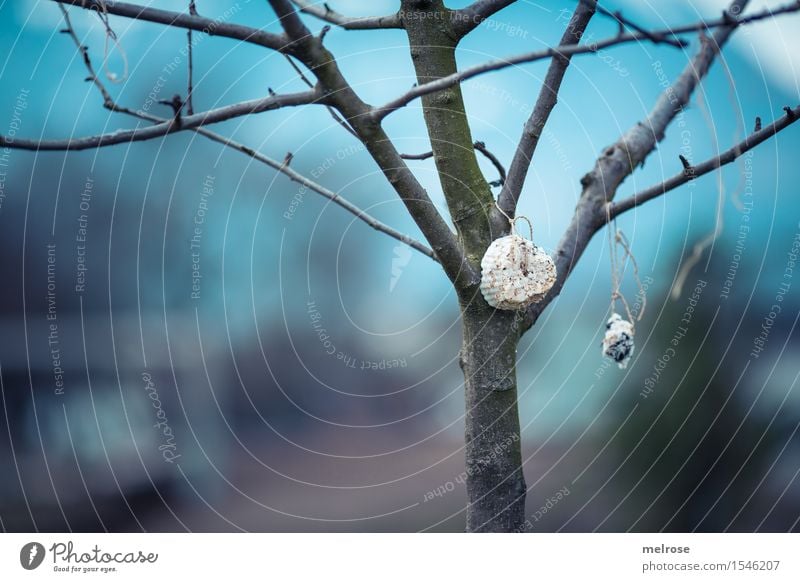 CARE Birdseed titmice dumplings Environment Nature Sky Clouds Spring Tree Twigs and branches Leaf bud Garden Feeding Blossoming Eating Hang Illuminate Simple