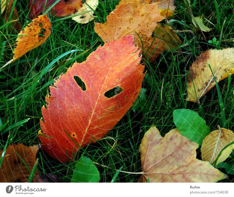 "Teufels" leaves - masked ball Colour photo Multicoloured Exterior shot Close-up Macro (Extreme close-up) Deserted Day Shadow Contrast Sunlight Face Nature