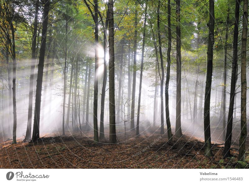 Sunbeams in the forest Nature Landscape Weather Fog Tree Forest Brown Green Black White Moody Idyll Beam of light sunny Colour photo Exterior shot Deserted