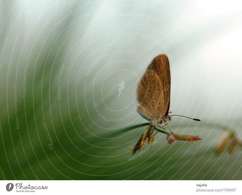 small butterfly very big Grass Butterfly Wing Brown Point Polyommatinae Feeler Colour photo Exterior shot Close-up Macro (Extreme close-up) Day