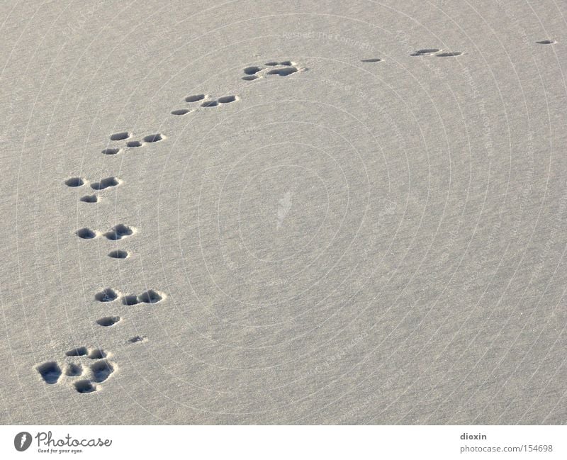 in search of clues Tracks Snow Wild animal Pursue Lake Frozen Winter Cold Hunting Hunter Wilderness Hare & Rabbit & Bunny Easter Easter Bunny track search