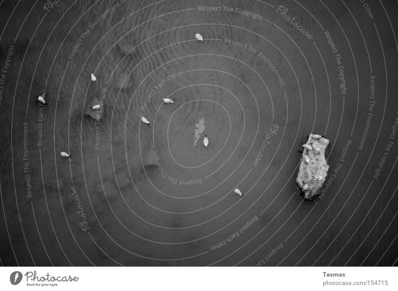 points Point Water Stone Seagull Float in the water Hang Black White Winter Cold Danube River Body of water Black & white photo Bird Swimming & Bathing