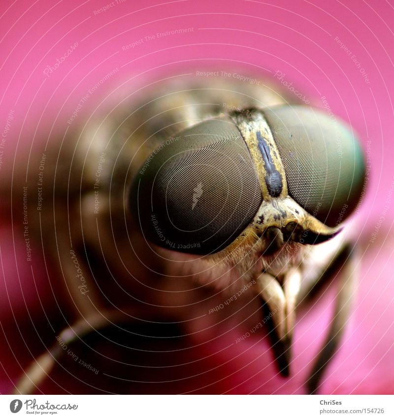 Male brake (Tabanus bromius)_02 Dipterous Insect Blood Animal Fly Mosquitos Suck Eyes Compound eye Fear Panic Macro (Extreme close-up) Close-up Brakes