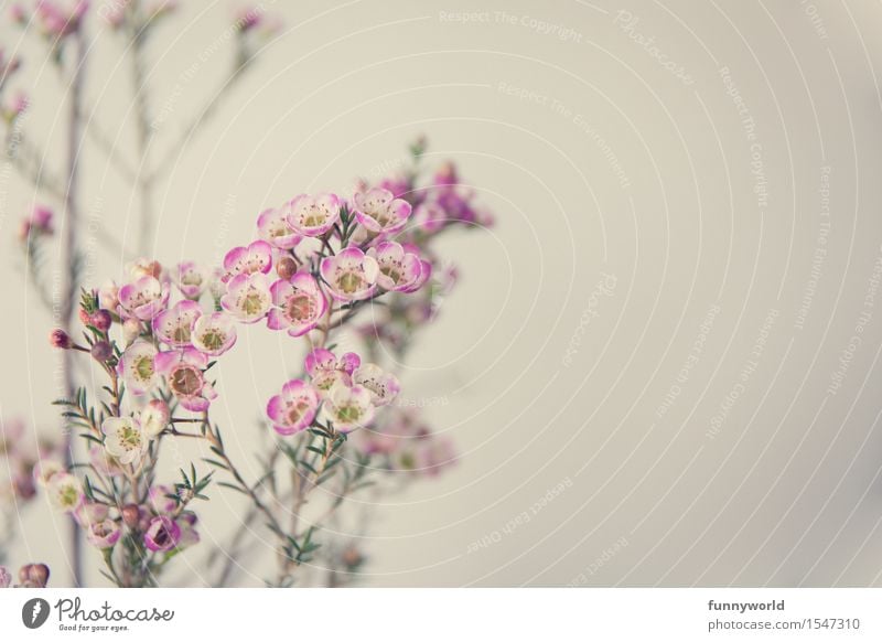 Wax Flowers IV Plant Blossoming Deserted Detail Interior shot Fragrance Pink Violet Delicate Bouquet Spring Gift Love Valentine's Day Mother's Day Decoration