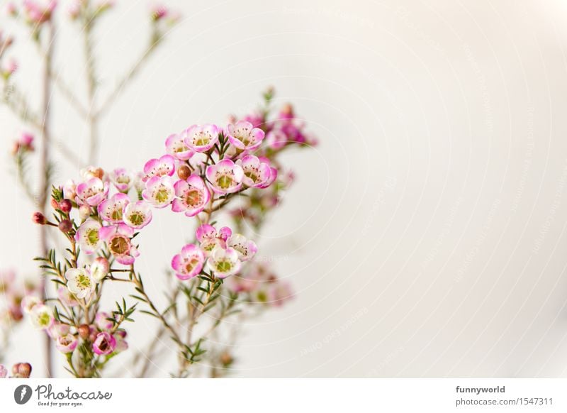 Wax Flowers V Plant Blossoming Contentment Decoration Mother's Day Valentine's Day Love Gift Spring Bouquet Delicate Violet Pink Fragrance Detail Colour photo