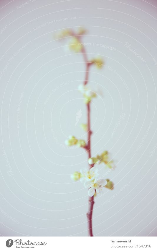 cherry sprig Twigs and branches Cherry blossom Blossoming Detail White Spring Growth Delicate Blur Retro Colours Colour photo Day Shallow depth of field