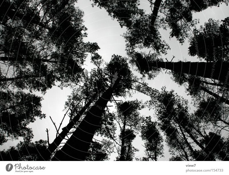 Rodtschenko type Calm Winter Nature Sky Tree Forest Above Loneliness Treetop Coniferous forest Spooky Evening Night Silhouette Looking