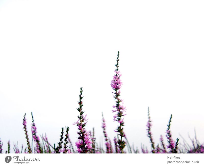 Flower splendour [6] Blossom Green Violet Pink Blade of grass Muddled Chaos White Plant Macro (Extreme close-up) Sky