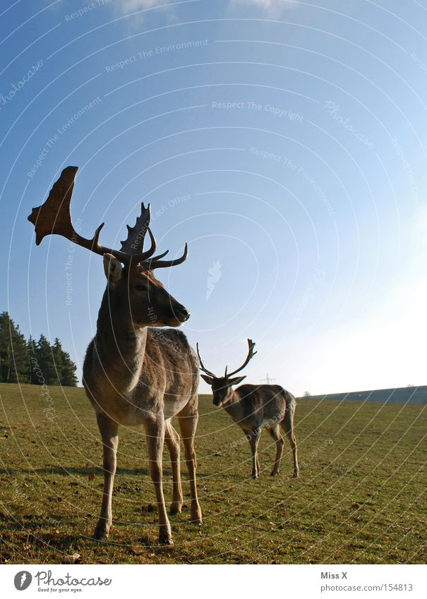 # Muuuh # Colour photo Exterior shot Winter Animal Meadow Wild animal Green Deer Roe deer Reindeer Antlers Enclosure Game park Mammal rudi Day