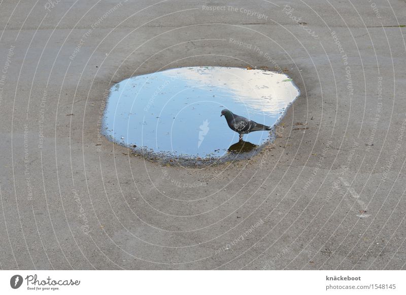 blue gold Animal Pigeon 1 Concrete Blue Gray Colour photo Exterior shot Day