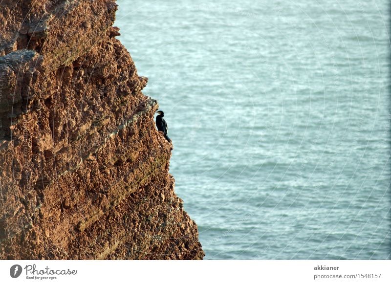 Lonely Bird Environment Animal Rock Coast North Sea Ocean Wild animal "animal animals Animalistic animal world animal kingdom Nature birds waterfowl waterfowls