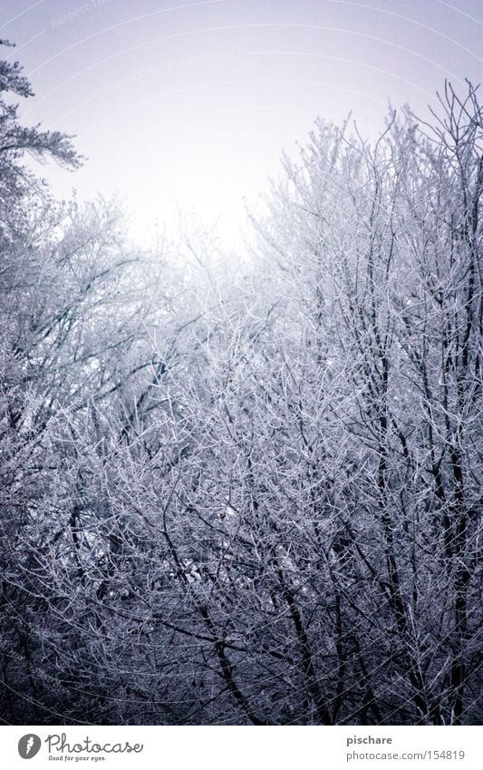 (r)up to the rough ripe Winter Ice Frost Tree Forest Cold Blue Hoar frost Branch pischarean Snow Colour photo Exterior shot Deserted Morning Light