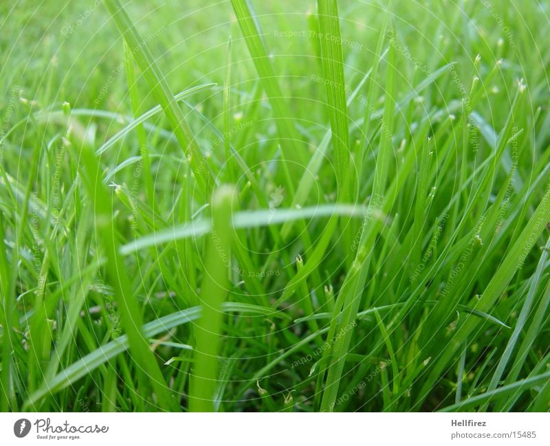 morning idyll Grass Spring Macro (Extreme close-up) Freshly done