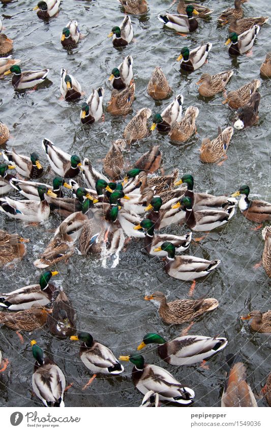 snack Bread Roll Summer Water Waves Lakeside Pond Wild animal Bird Animal face Wing Pelt Paw Duck birds Group of animals Flock To feed Feeding Fight Voracious