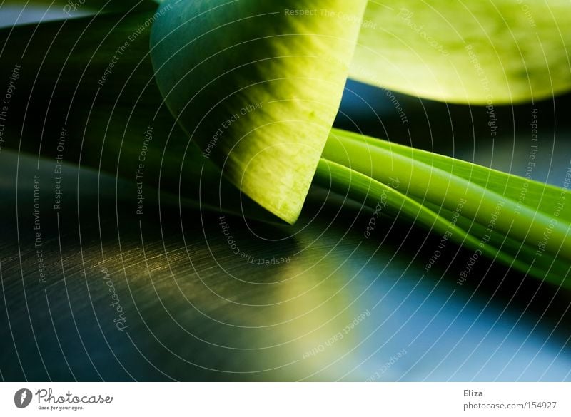 Close-up of a green leaf of a tulip spring Tulip flaked Stalk Reflection Noble Nature Macro (Extreme close-up) Mirror conceit Juicy Abstract Plant reflection