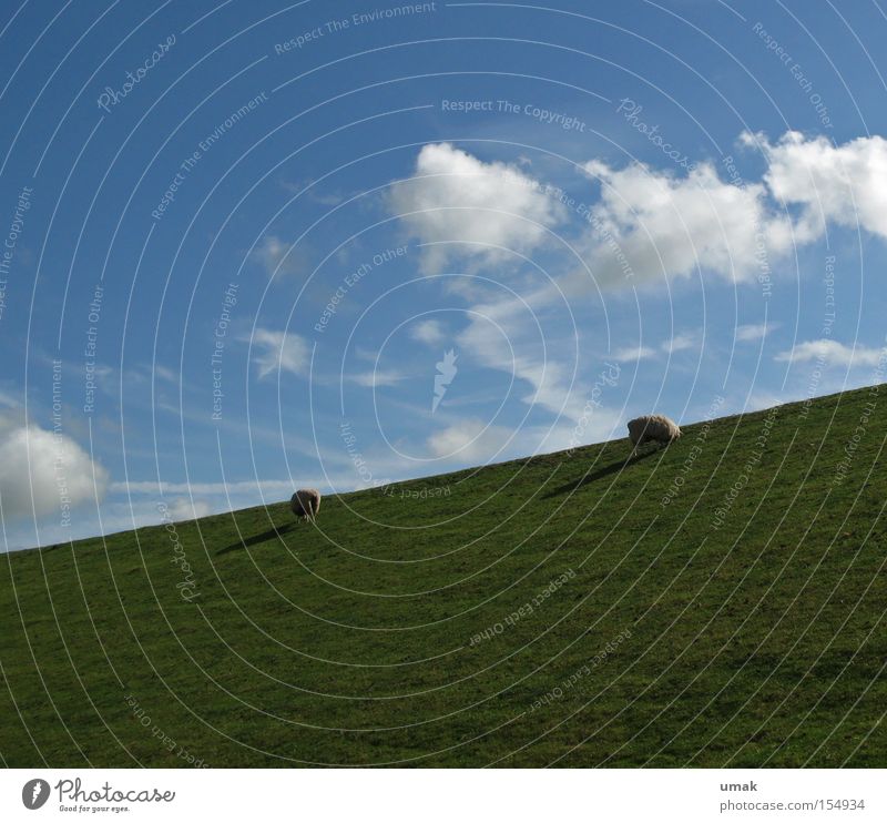 Heidschnucken Meadow Green Sky Blue Clouds Sheep To feed Lamb Pasture Moorland sheep Mammal landscape heideland sheep dike sheep