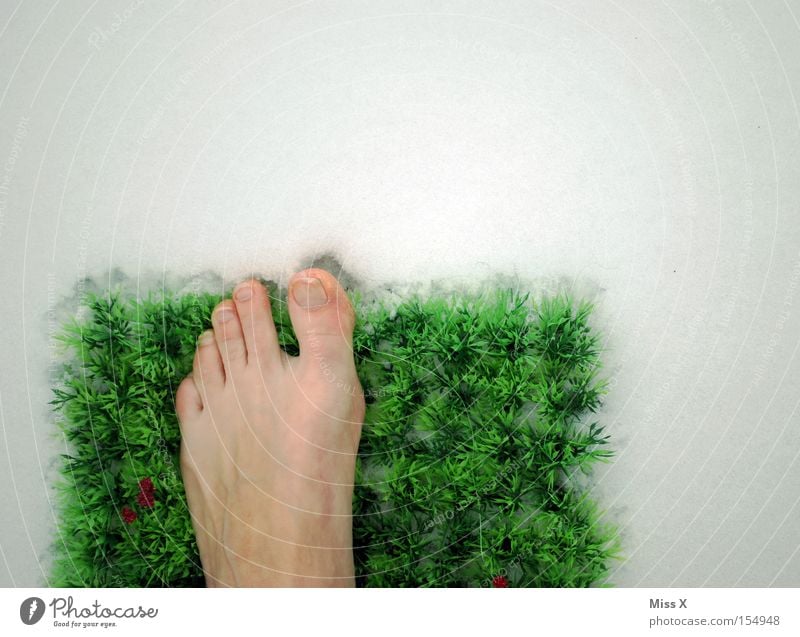 still 1x cold & then finally the footbath comes next Colour photo Exterior shot Healthy Winter Snow Feet Flower Grass Meadow Freeze Cold Green Frost Harden