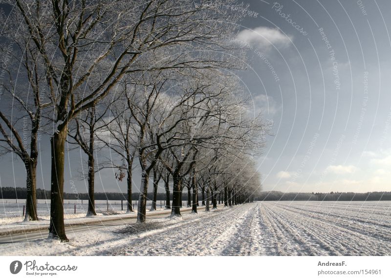 ...a winter fairy tale Winter Snow Snowscape Frost Winter forest Winter vacation Winter festival Cold Blue sky Sun Avenue Tree Landscape Romance January Street