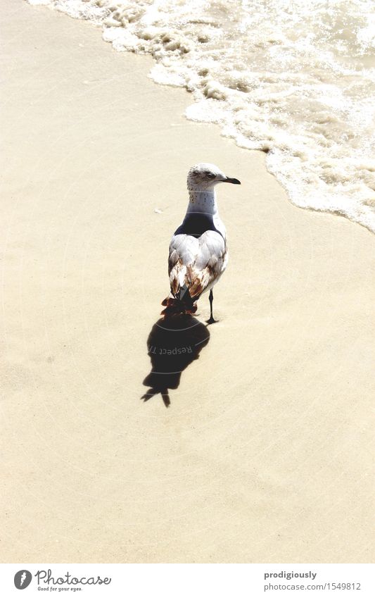 seagull Nature Water Sun Summer Beautiful weather Waves Beach Animal Wild animal Bird 1 Sand Stand Wait Gray White Warm-heartedness Wanderlust Vacation & Travel