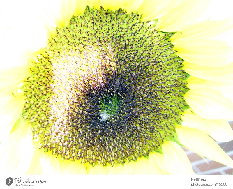 Sunflower [6] Yellow Dark Contrast Bright Macro (Extreme close-up)