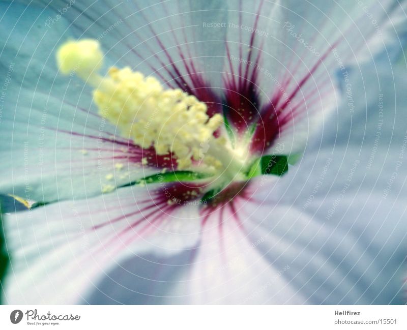 Flower dream [6] Blossom Violet Yellow Green face pollen Macro (Extreme close-up)