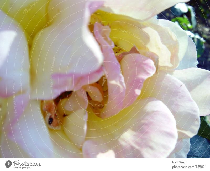 Wilting splendour [7] Rose White Violet Pink facet Orange wilting leaves Macro (Extreme close-up) Contrast Blue