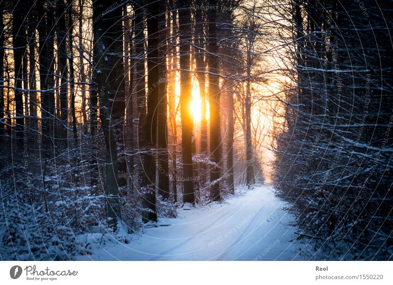 winter light Environment Nature Landscape Plant Sun Sunrise Sunset Sunlight Winter Beautiful weather Snow Forest Beech wood Undergrowth Relaxation Orange Black