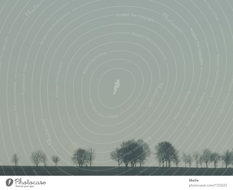 ghost avenue Landscape Tree Avenue Far-off places Pallid Bad weather Fog Haze Sky Blue Gray steamy