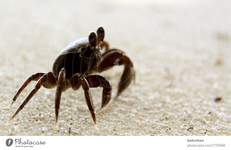 WALTER Vacation & Travel Beach Ocean Animal Coast Observe To enjoy Caution Seychelles La Digue Paradise Honeymoon Dream island Praslin sand crab Claw