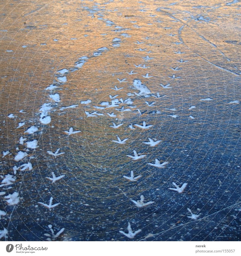 March on ice Ice Footprint Hiking Transport Tracks Frozen Lake Cross Road junction Smoothness Freeze Cold Winter Bird march bird tracks cold feet lightning