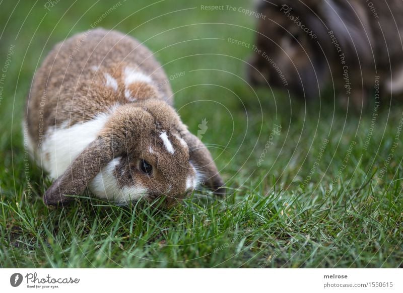 family enlargement Easter Spring Grass Meadow Garden Pet Pelt Pygmy rabbit Hare & Rabbit & Bunny Burnet Mammal Rodent Hare ears rabbit face 1 Animal hare spoon