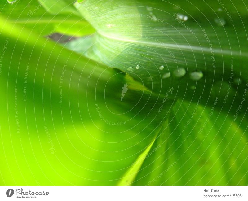 Bizarre Forms Leaf Green Flashy Silhouette Drops of water Maize Profile