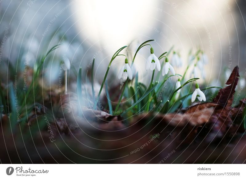 springtime Environment Nature Plant Spring Flower Snowdrop Forest Blossoming Green White Multicoloured Exterior shot Deserted Day Light Shadow Contrast Sunlight