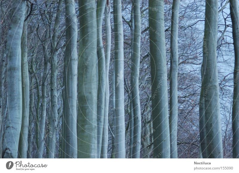 ghost forest Tree Forest Twilight Ghost tree Rügen Winter Moody Nature Noctiluca Spooky