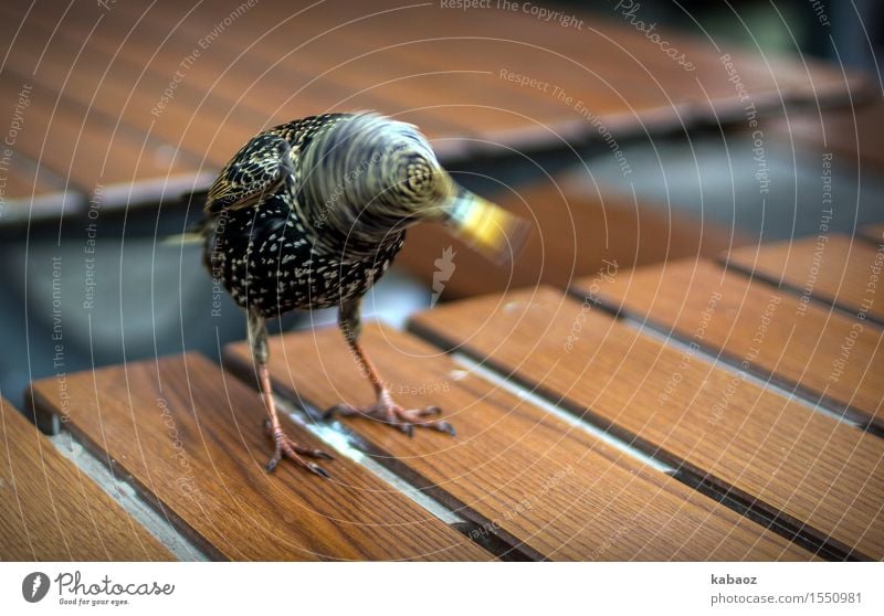 Bird with a rotating worm Animal Wild animal Starling 1 Rutting season Movement Rotate Brash Friendliness Happiness Brown Yellow Black Joy Happy