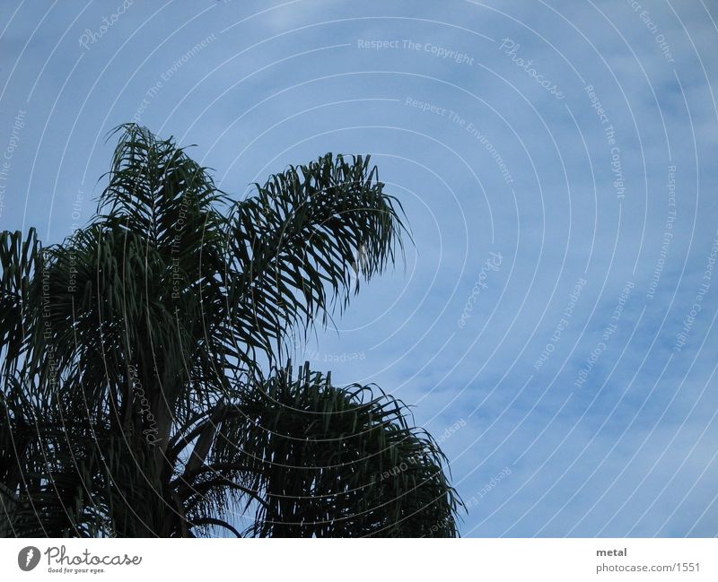 palm sky Palm tree Leaf Tree Clouds Green Detail Sky Blue