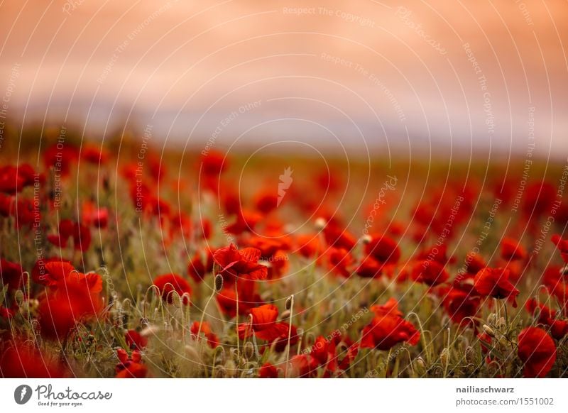 Poppy gossip in spring Summer Nature Landscape Plant Flower Blossom Meadow Field Many Red Idyll Corn poppy poppy meadow Poppy field Intensive red poppy papaver