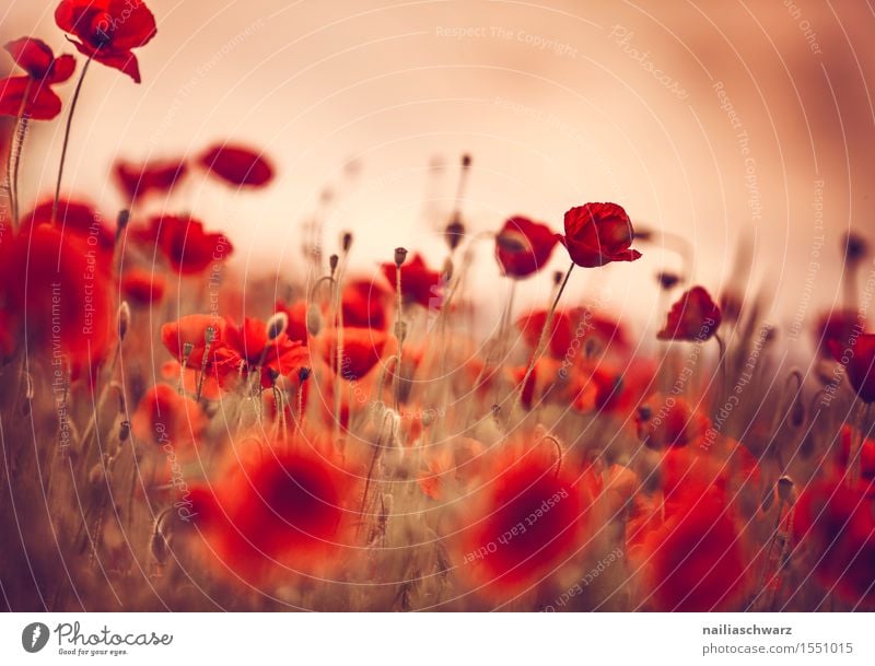 Poppy gossip in spring Summer Landscape Plant Spring Flower Blossom Meadow Field Many Red Idyll Corn poppy poppy meadow Poppy field Intensive red poppy papaver