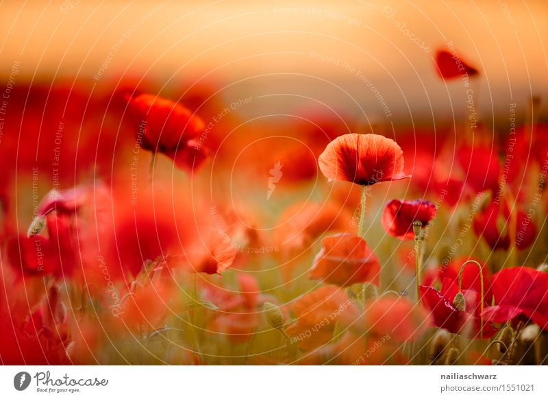 Poppy gossip in spring Summer Landscape Spring Flower Meadow Field Many Red Idyll Corn poppy poppy meadow Poppy field Intensive red poppy papaver encapsulate