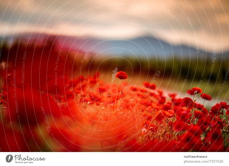 Poppy gossip in spring Summer Landscape Plant Spring Beautiful weather Flower Meadow Field Many Red Idyll Corn poppy poppy meadow Poppy field Intensive