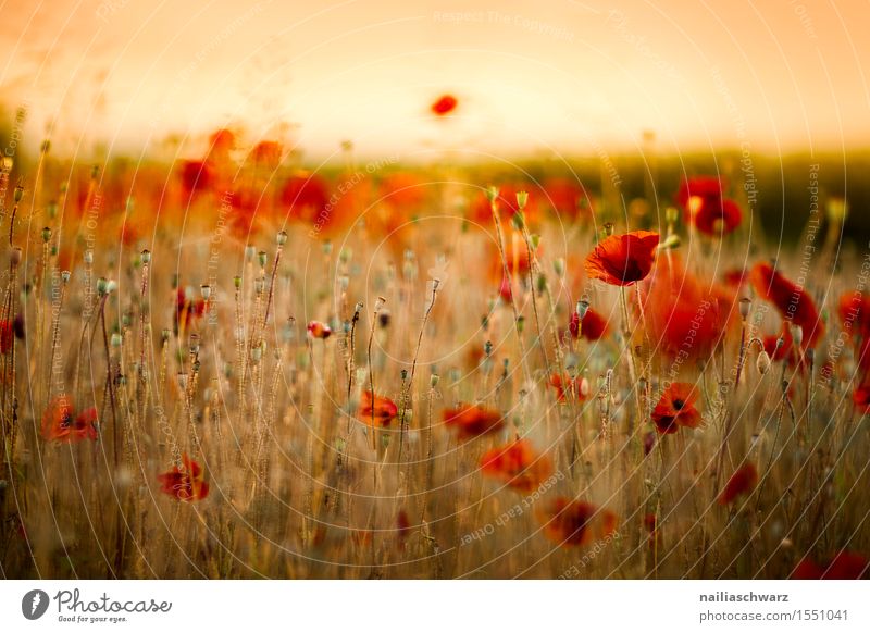 Poppy gossip in spring Summer Landscape Spring Plant Flower Blossom Meadow Field Many Red Idyll Corn poppy poppy meadow Poppy field Intensive red poppy papaver