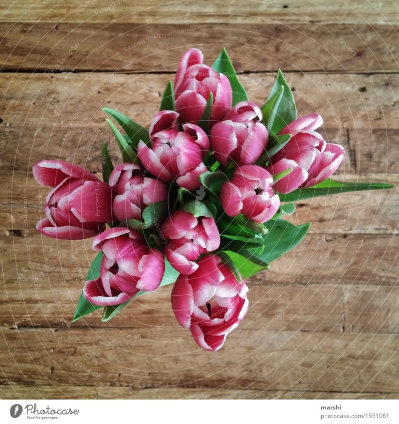 tulip greeting Nature Plant Flower Tulip Emotions Moody Tulip blossom Bouquet Surprise floral greeting Wooden table Blossoming Spring Spring fever Colour photo