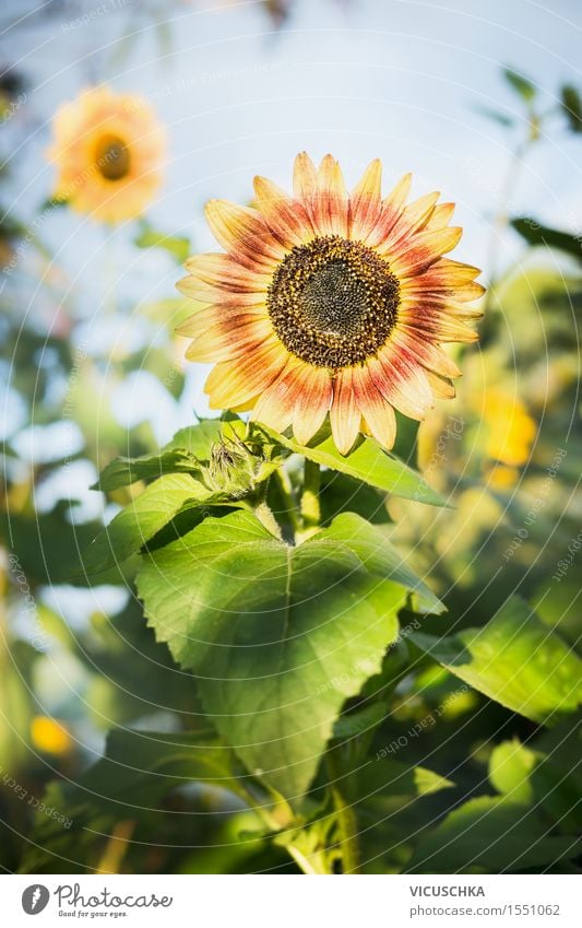 Sunflower over summer garden Lifestyle Summer Garden Decoration Nature Plant Sunlight Autumn Beautiful weather Warmth Flower Leaf Blossom Park Field Yellow