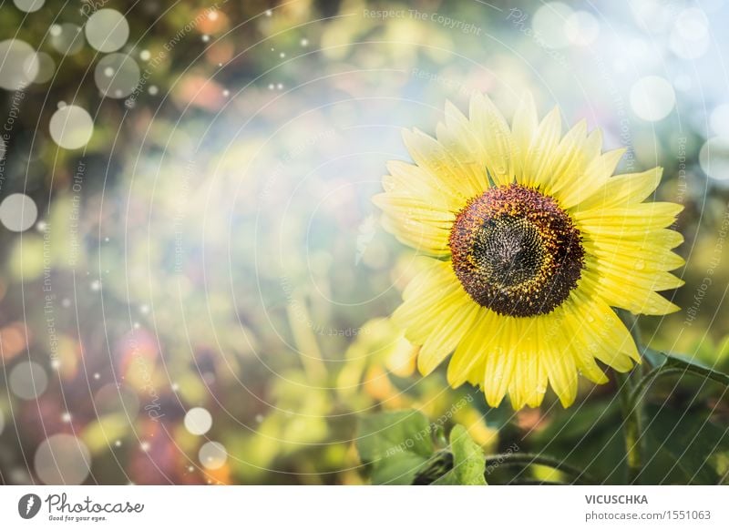 Summer nature background with sunflower Design Garden Decoration Nature Plant Sunlight Autumn Beautiful weather Flower Park Meadow Sunflower Blur Leaf Green