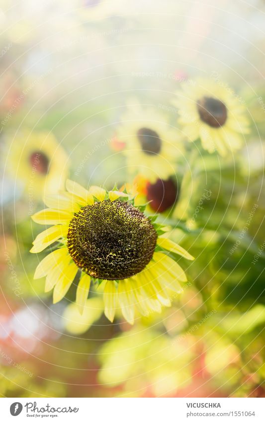 Summer nature background with sunflowers Lifestyle Garden Nature Plant Sunlight Beautiful weather Park Design Background picture Sunflower Sunflower field Blur