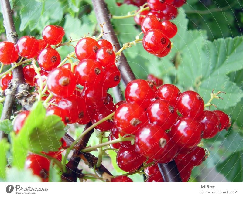 Berry time [3] Red Leaf Stalk Berries Macro (Extreme close-up)